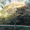 山中の黄葉