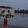 わかめ観察中