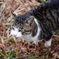 公園猫20