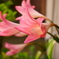 軒先の花