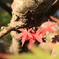 紅葉三兄弟