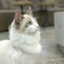 ふわふわもこもこ