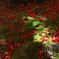 常寂光寺の落ち紅葉