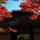 常寂光寺と紅葉