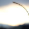 ひとり夕暮れ