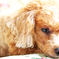 愛犬