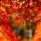 紅葉を偲ぶ