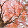 空いっぱいの紅葉