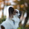 愛犬