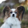 愛犬