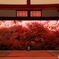 2019紅葉（但馬安国寺　満天星躑躅）