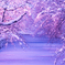 夕暮れの冬桜