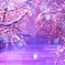 冬の幻想桜
