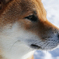 Foveon snow dog