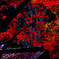 紅葉（黒と赤）