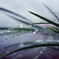 冷たい雨