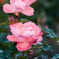 DSC00347_edited-1