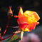 DSC00355_edited-1