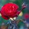 DSC00376_edited-1