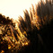 DSC00423_edited-1