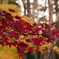 DSC00469_edited-1