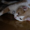 こたつ猫