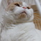 猫のあご