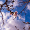 十月桜