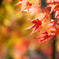紅葉らしく