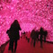 河津桜