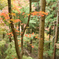紅葉祭り 16