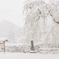 Live with snow...