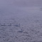 白鳥湖の朝