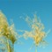 silver grass