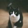 My Cat