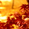 黄葉の紅葉