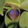 山茶花の葉の蝶