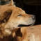 野性的な飼い犬