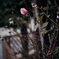 winter rose