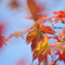 Autumn tint of garden