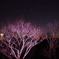 夜