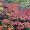 紅壁