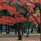 紅垂