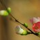木瓜の花