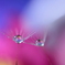 花～♪輪舞