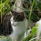 草むらの猫③