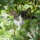 草むらの猫④