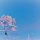 雪桜