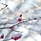 淡　雪