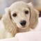 Puppy　！